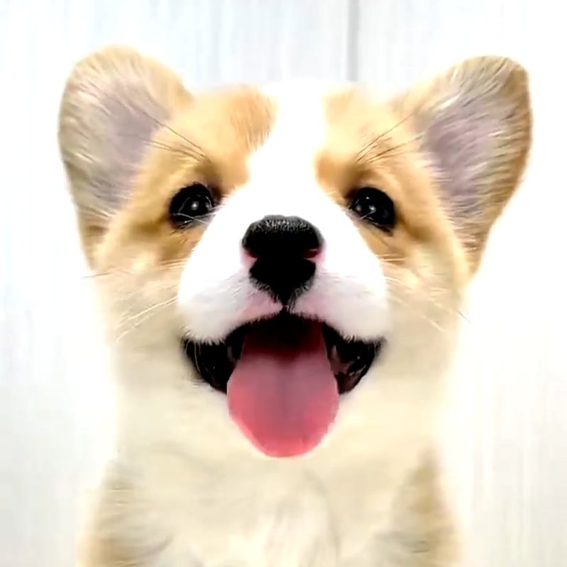 【荐】柯基犬-柯基幼犬-柯基宠物犬-公母都有，可视频挑选