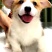 【荐】柯基犬-柯基幼犬-柯基宠物犬-公母都有，可视频挑选