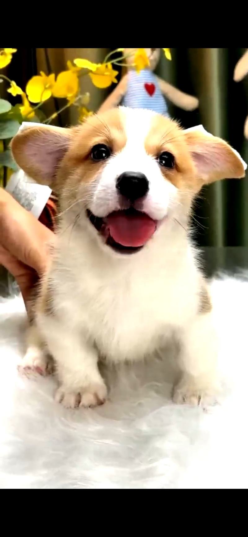 【荐】柯基犬-柯基幼犬-柯基宠物犬-公母都有，可视频挑选