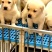 【荐】柯基犬-柯基幼犬-柯基宠物犬-公母都有，可视频挑选