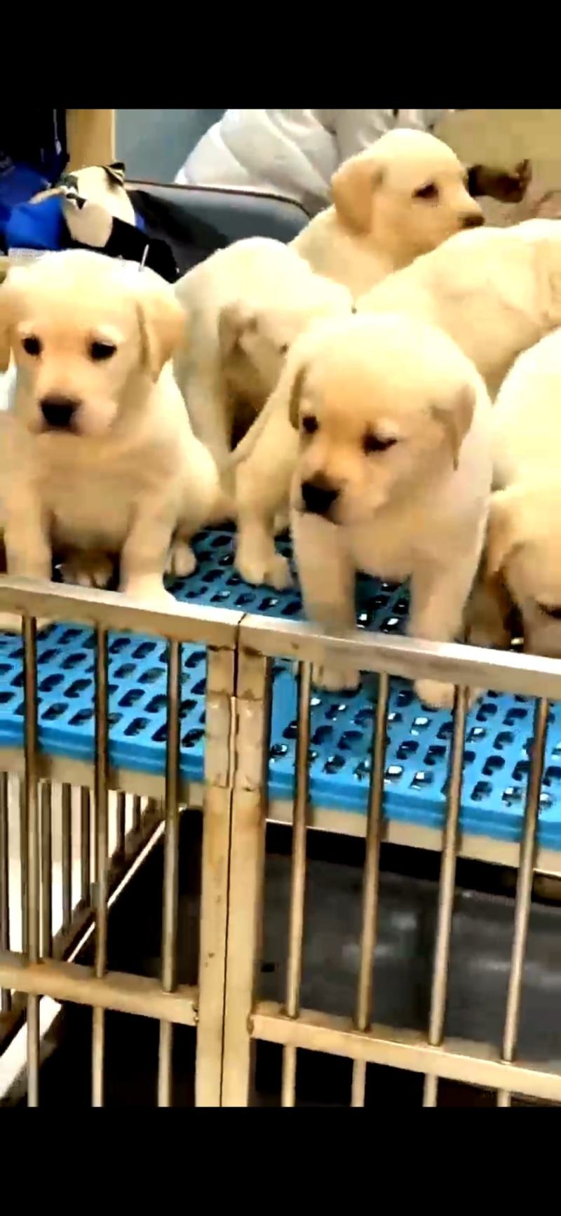 【荐】柯基犬-柯基幼犬-柯基宠物犬-公母都有，可视频挑选