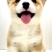 【荐】柯基犬-柯基幼犬-柯基宠物犬-公母都有，可视频挑选