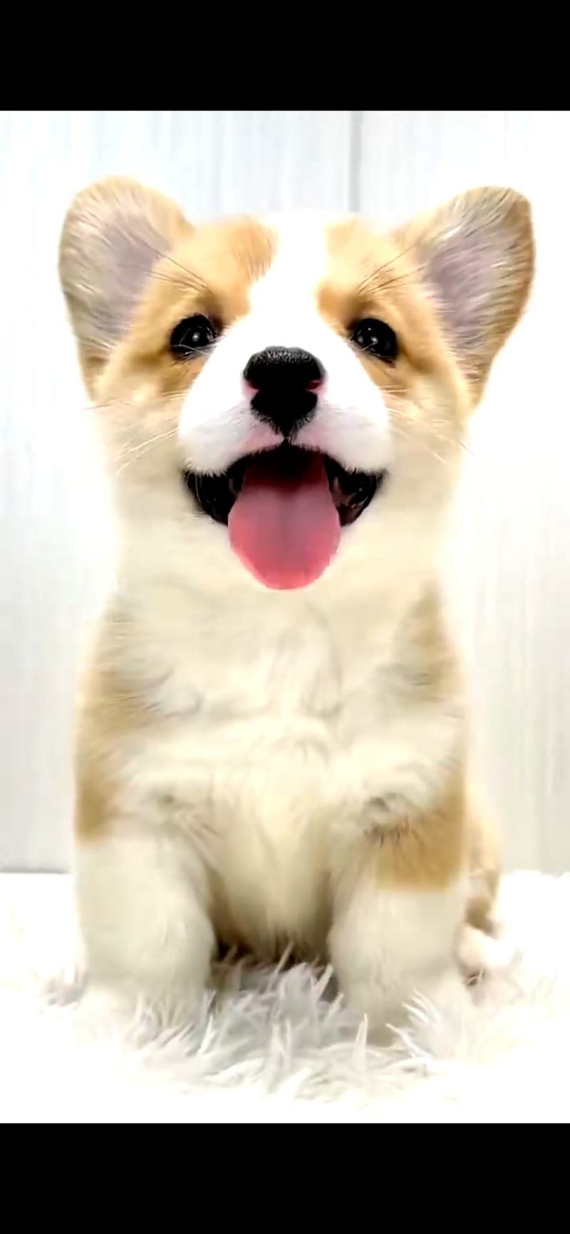 【荐】柯基犬-柯基幼犬-柯基宠物犬-公母都有，可视频挑选