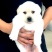 【荐】柯基犬-柯基幼犬-柯基宠物犬-公母都有，可视频挑选