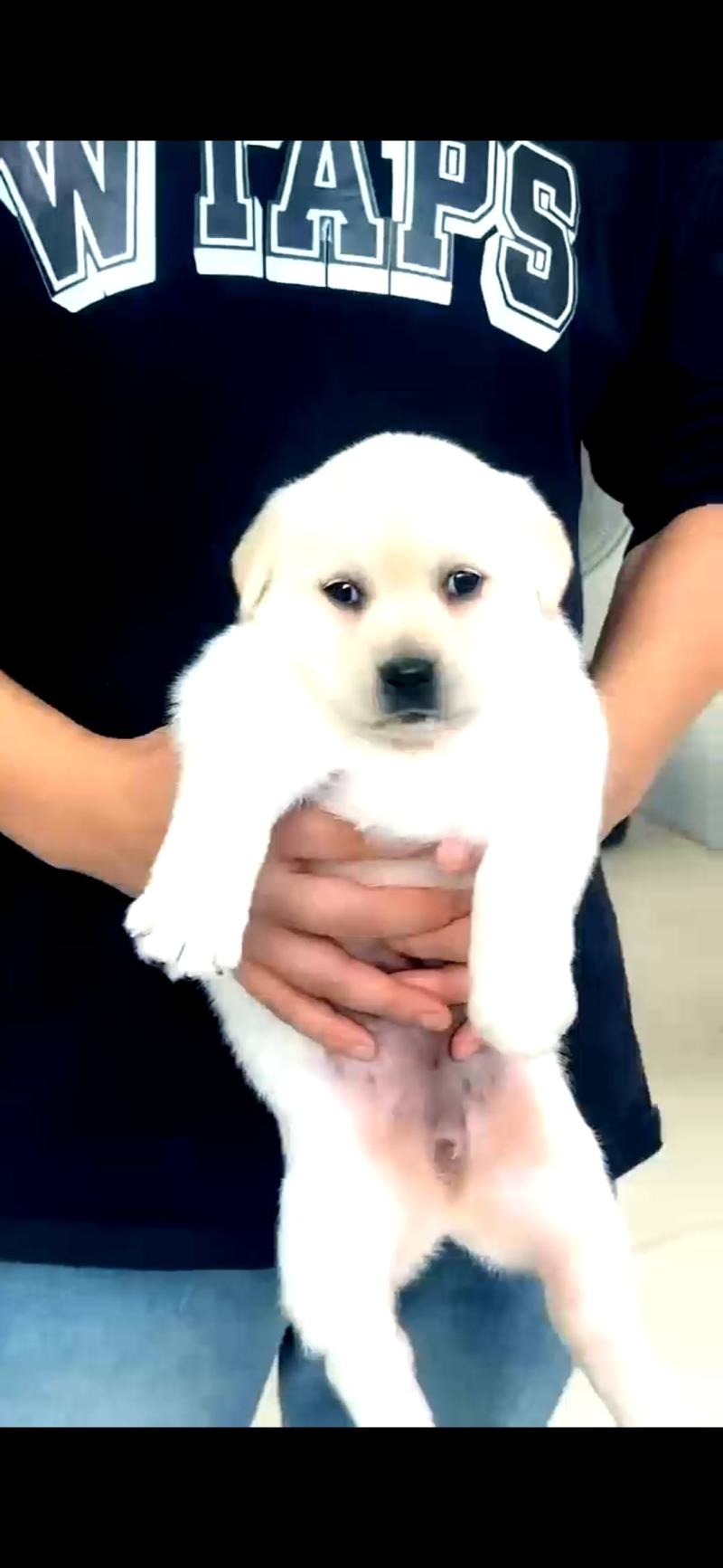 【荐】柯基犬-柯基幼犬-柯基宠物犬-公母都有，可视频挑选