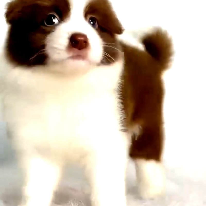 边牧犬，边牧幼犬，边牧宠物犬，公母都有，疫苗齐全，可视频