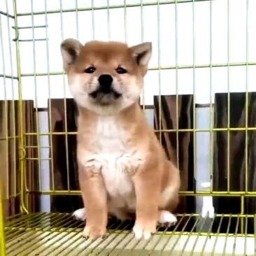 【售后无忧】柴犬，柴犬幼犬，柴犬宠物犬，公母都有疫苗齐全