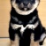 【售后无忧】柴犬，柴犬幼犬，柴犬宠物犬，公母都有疫苗齐全