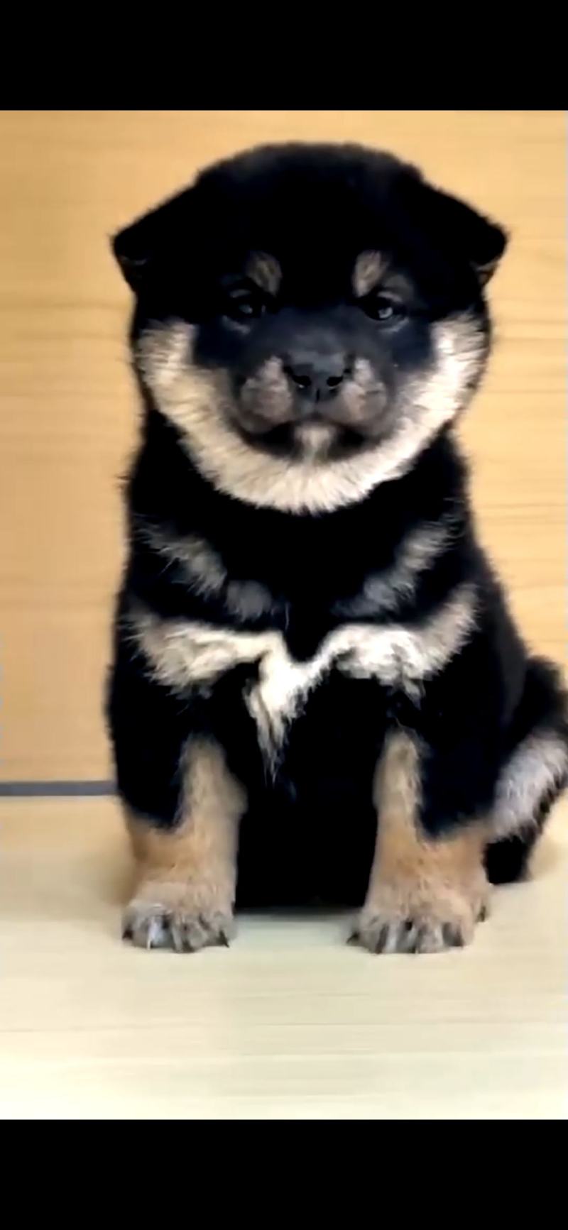 【售后无忧】柴犬，柴犬幼犬，柴犬宠物犬，公母都有疫苗齐全