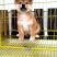 【售后无忧】柴犬，柴犬幼犬，柴犬宠物犬，公母都有疫苗齐全