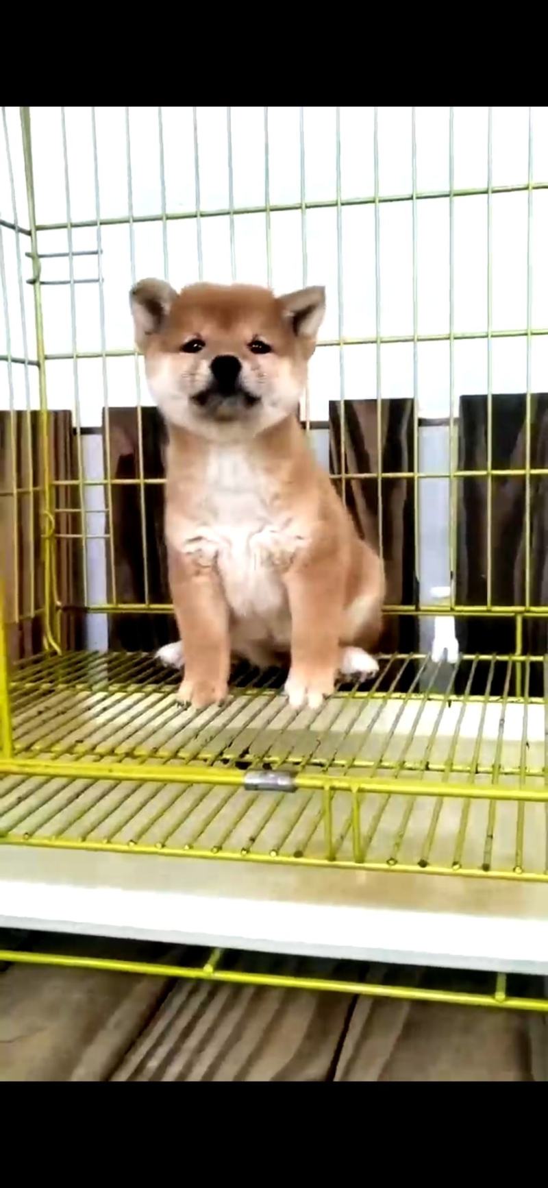 【售后无忧】柴犬，柴犬幼犬，柴犬宠物犬，公母都有疫苗齐全