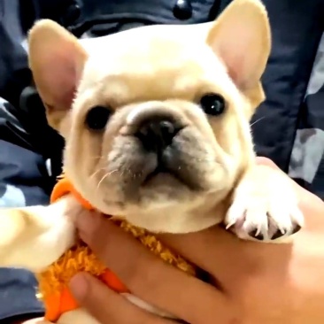 法斗犬，法斗幼犬，法斗宠物犬，公母都有，大小都有，可视频