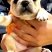 法斗犬，法斗幼犬，法斗宠物犬，公母都有，大小都有，可视频