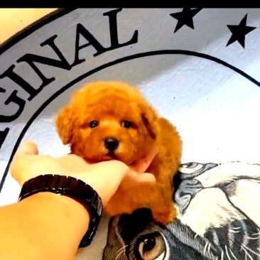 【荐】泰迪犬，泰迪幼犬，泰迪宠物犬，公母都有，疫苗齐全