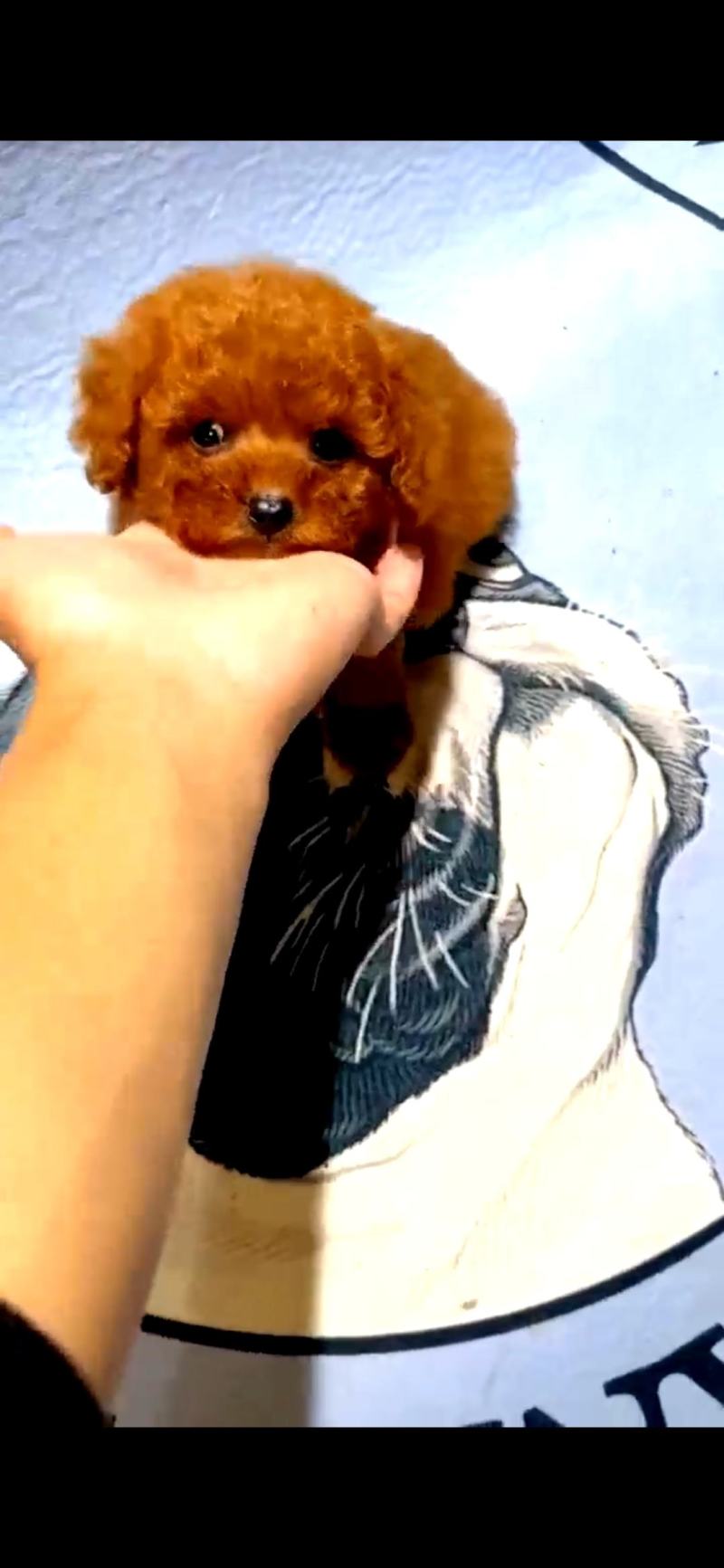 【荐】泰迪犬，泰迪幼犬，泰迪宠物犬，公母都有，疫苗齐全