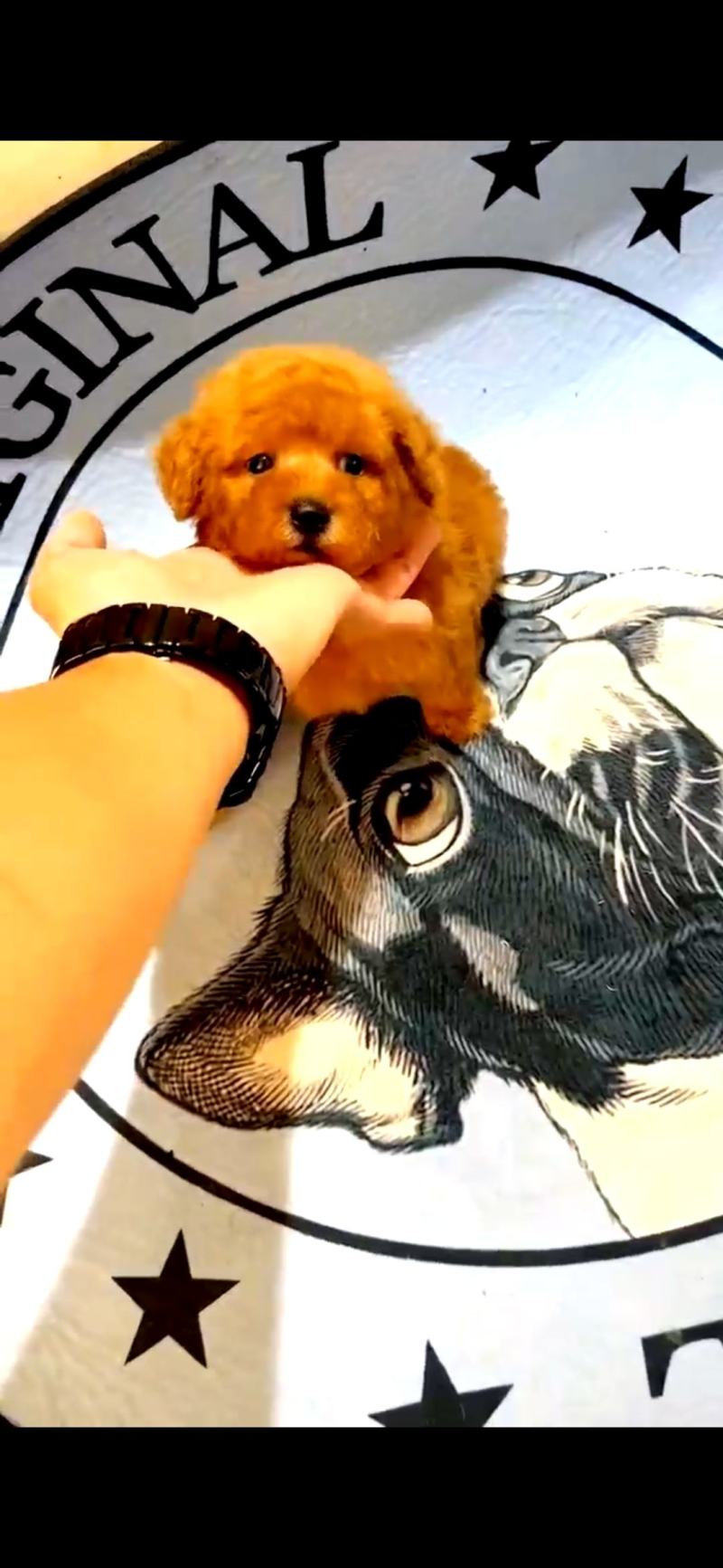 【荐】泰迪犬，泰迪幼犬，泰迪宠物犬，公母都有，疫苗齐全