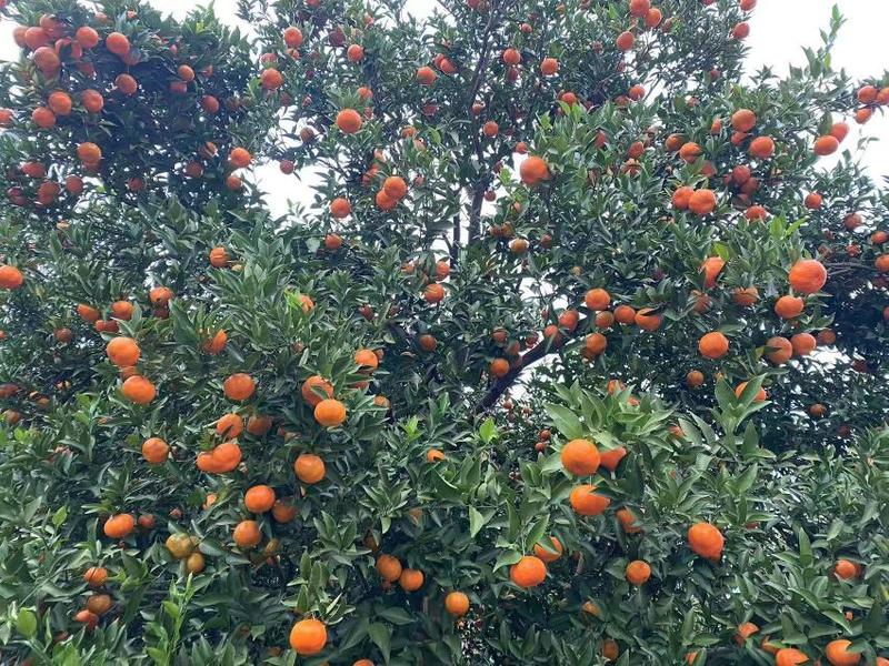 重庆云阳本地红橘，脐橙已大量上市