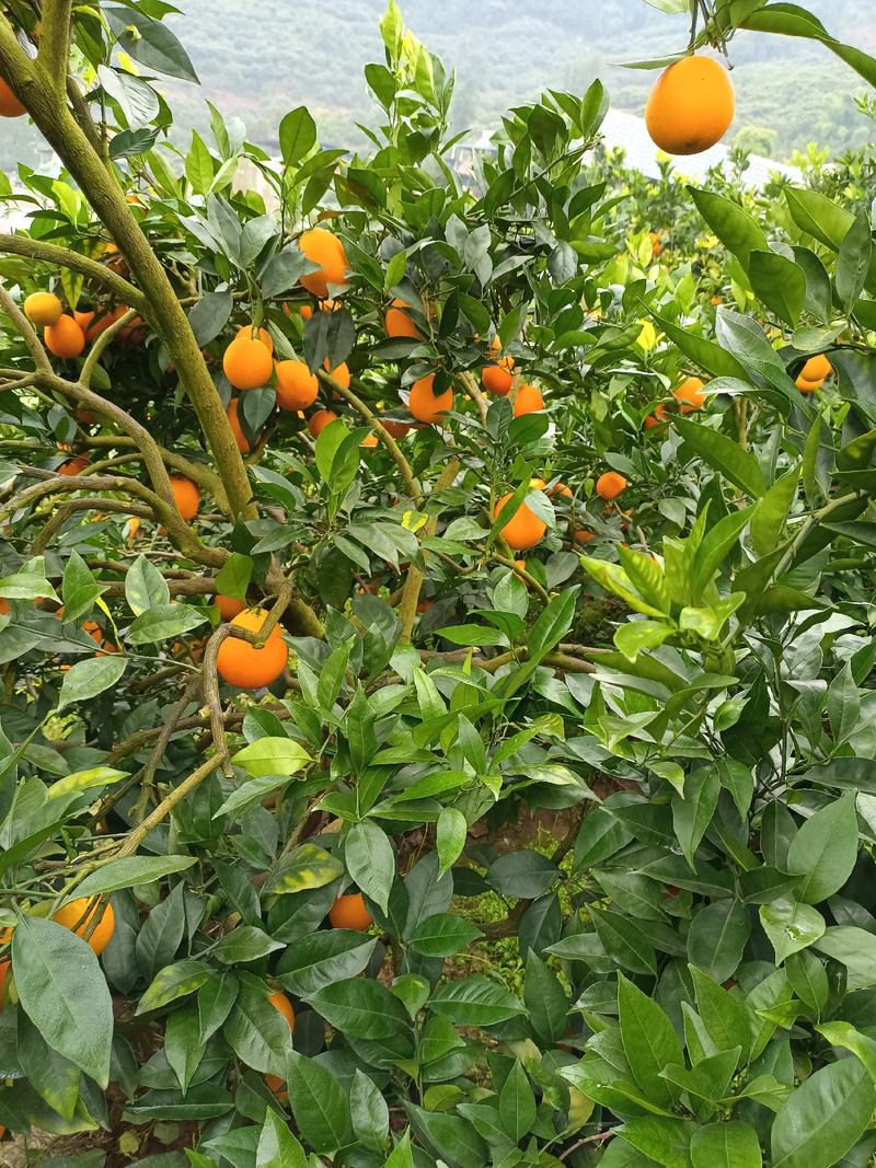 重庆云阳本地红橘，脐橙已大量上市