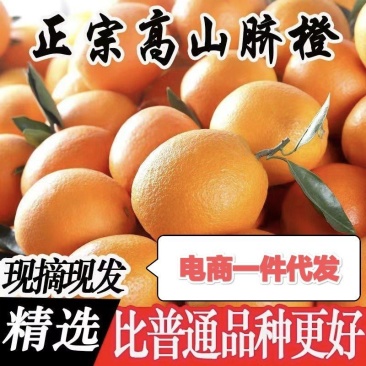 正宗纽荷尔脐橙品质保证价格优惠承接电商一件代发直播