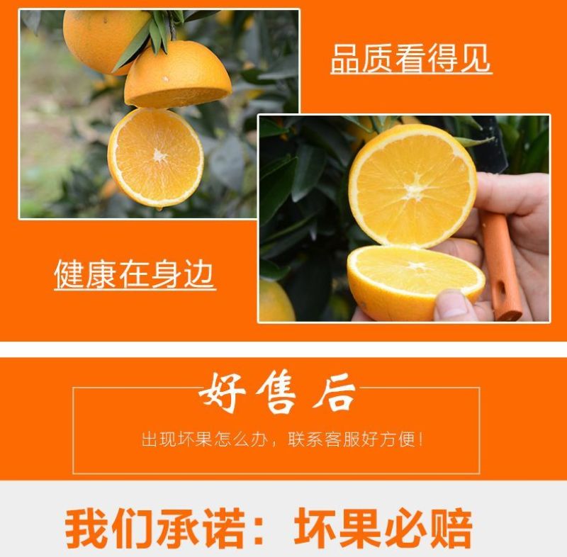 正宗纽荷尔脐橙品质保证价格优惠承接电商一件代发直播