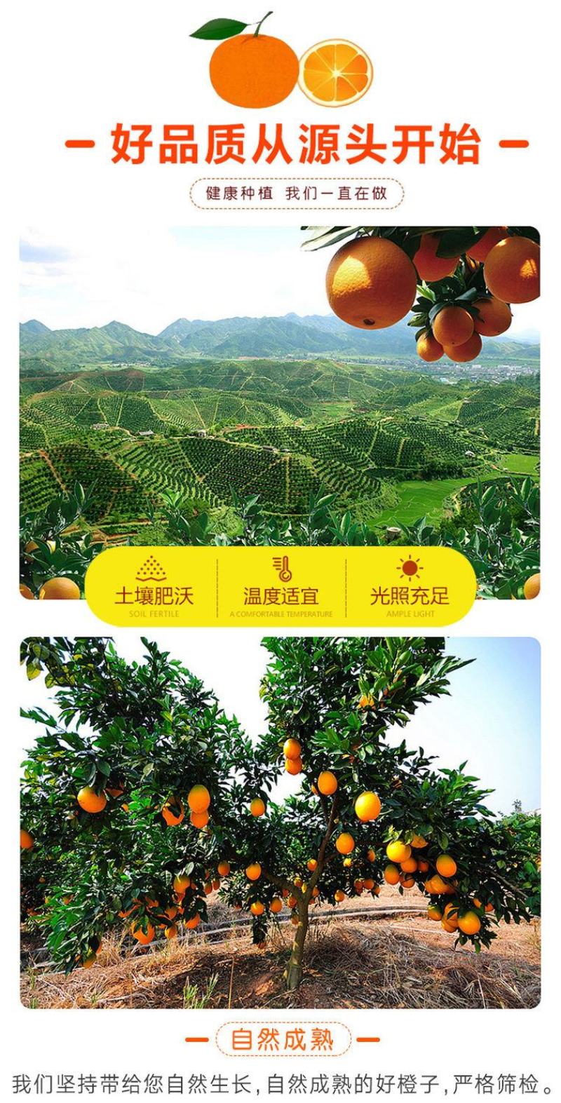 正宗纽荷尔脐橙品质保证价格优惠承接电商一件代发直播