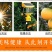 正宗纽荷尔脐橙品质保证价格优惠承接电商一件代发直播