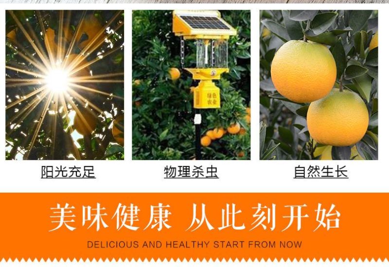 正宗纽荷尔脐橙品质保证价格优惠承接电商一件代发直播
