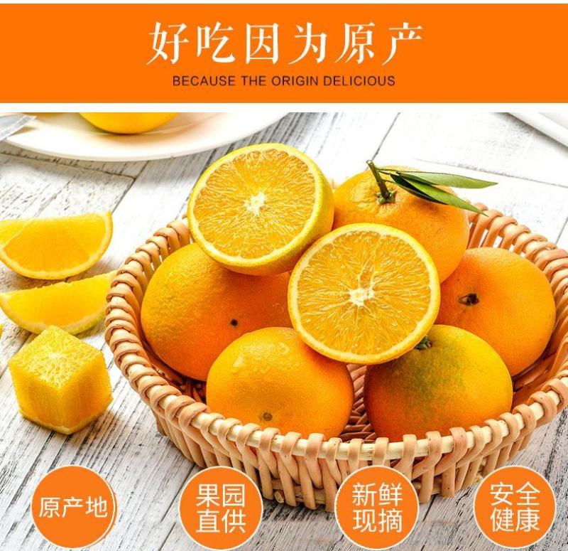 正宗纽荷尔脐橙品质保证价格优惠承接电商一件代发直播