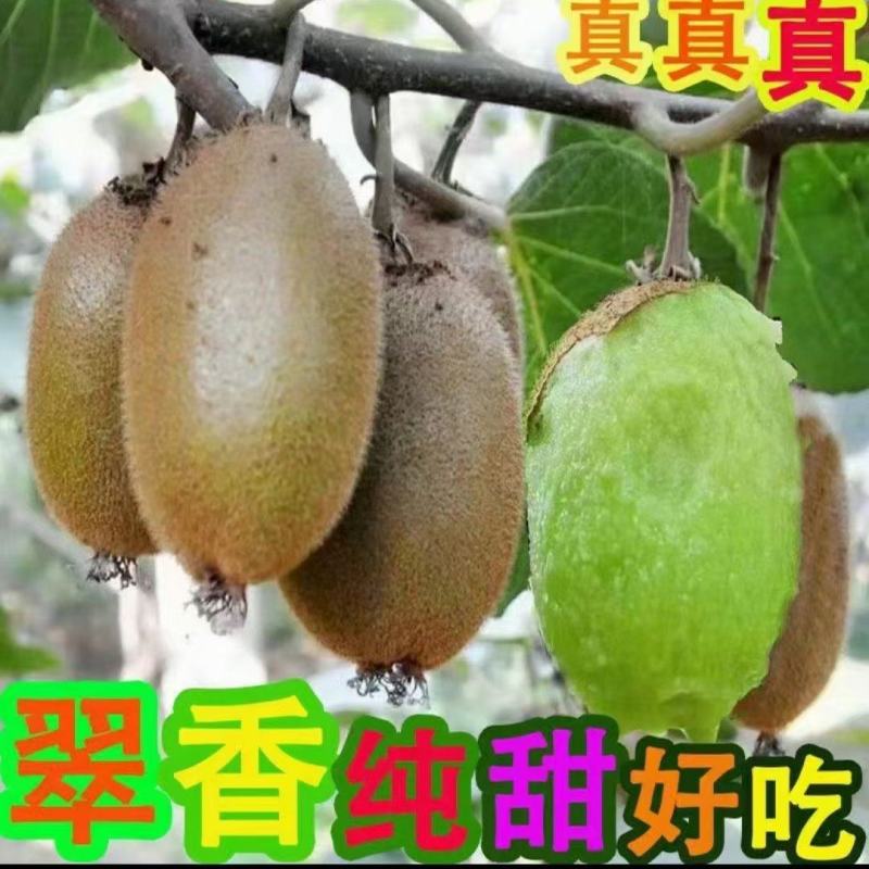 翠香猕猴桃嫁接苗包邮保品种基地低价批发销售免费技术