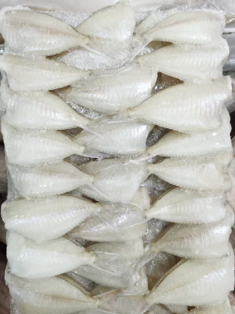 玻璃鱼马面鱼耗儿鱼