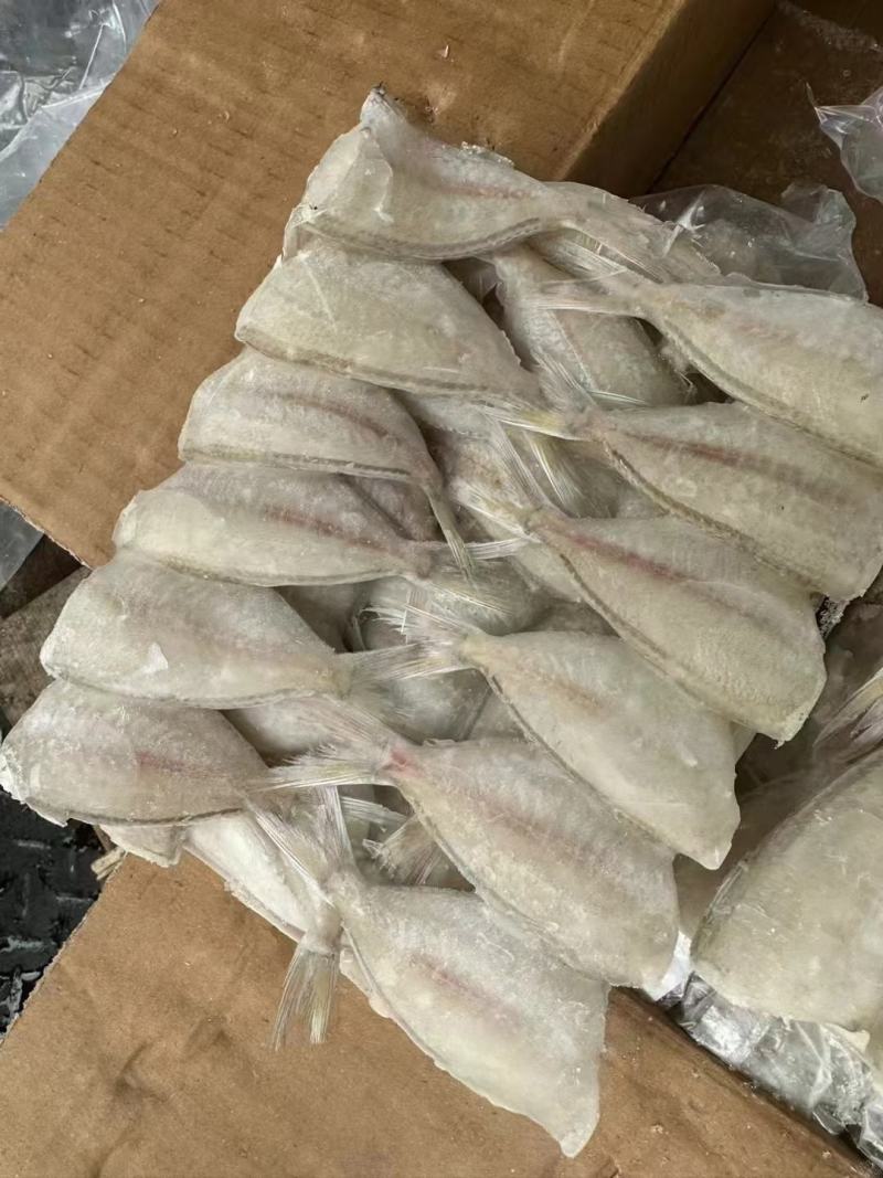 玻璃鱼马面鱼耗儿鱼