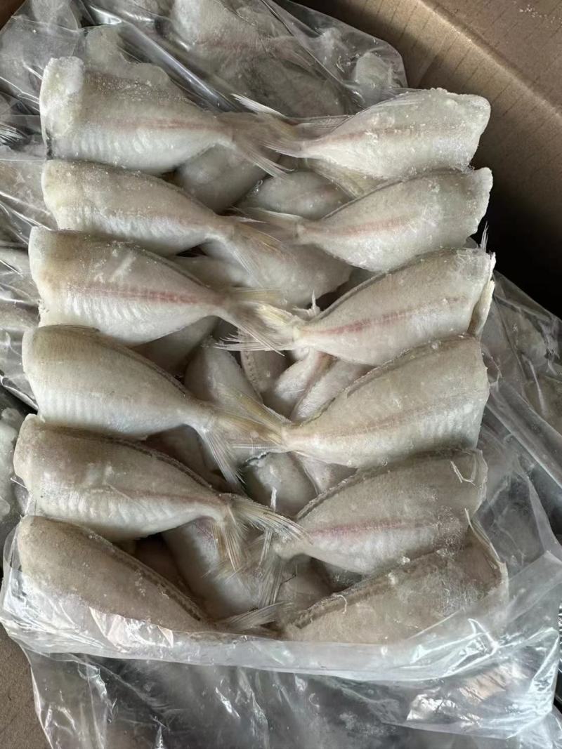 玻璃鱼马面鱼耗儿鱼