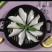玻璃鱼马面鱼耗儿鱼