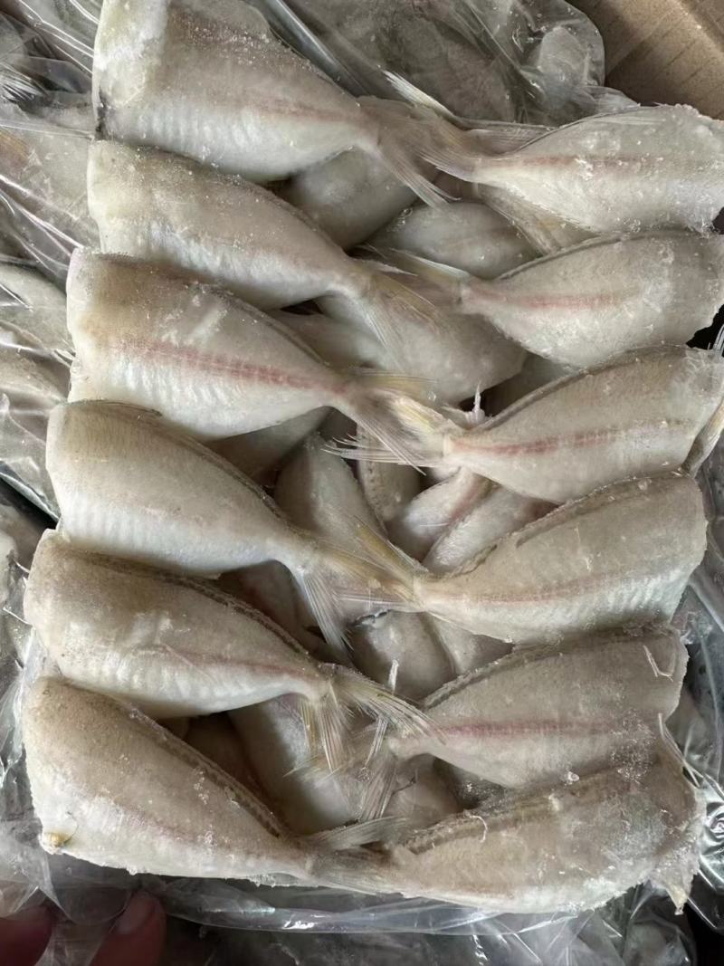 玻璃鱼马面鱼耗儿鱼