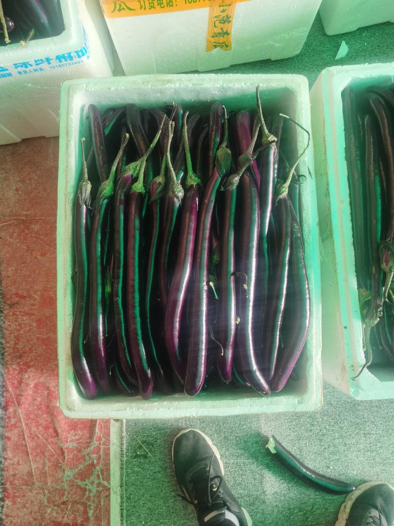 厦门红线茄紫长茄705706杭茄710品种大量上市