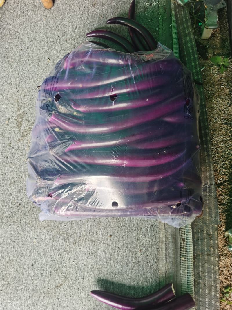 厦门红线茄紫长茄705706杭茄710品种大量上市