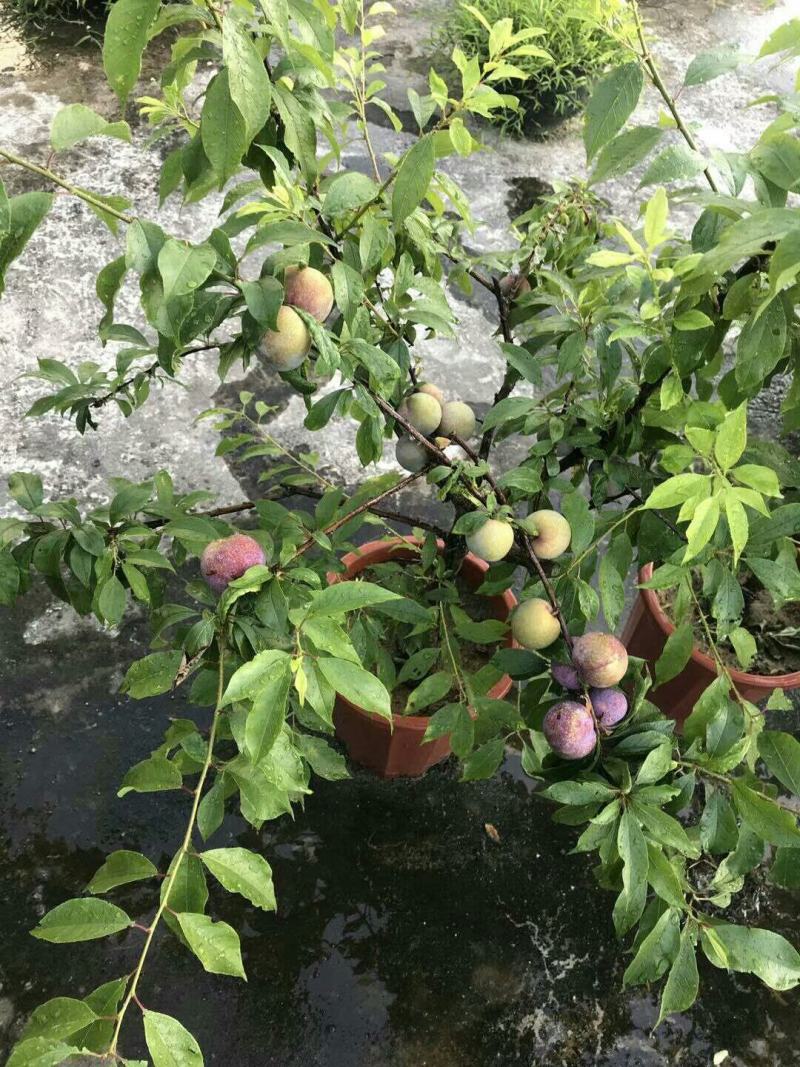高品质三华李苗，成活率高，产量高，苗场直供