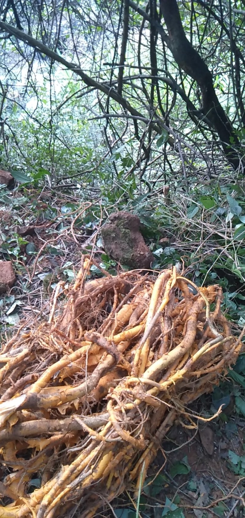 鲜货现挖现卖，纯野生老水货穿破石。黄金色黄金色的。
