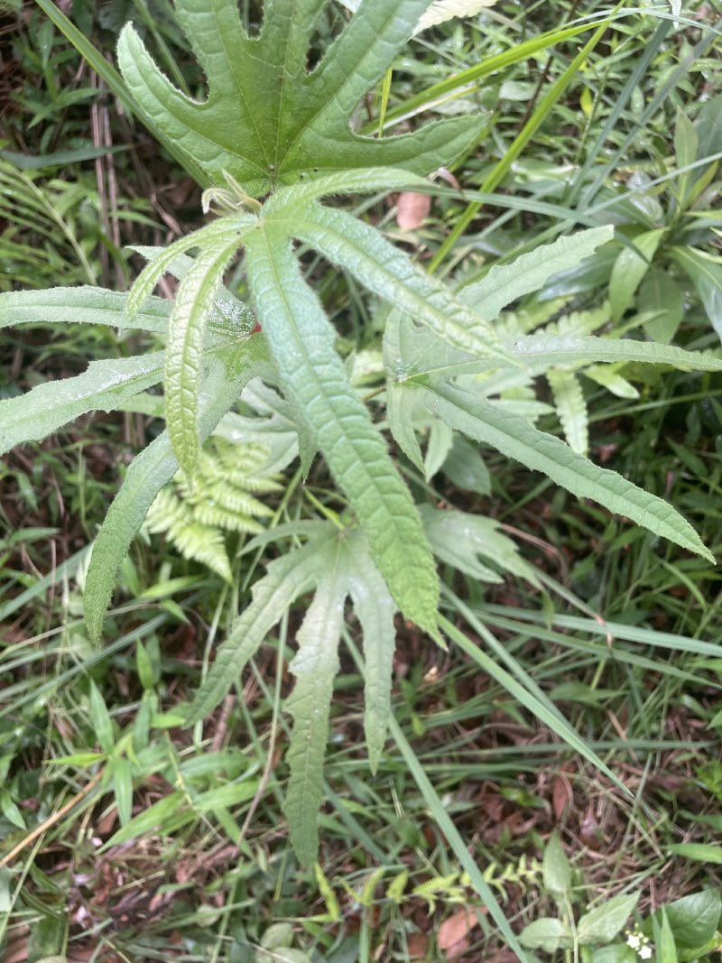 纯野生五指毛桃小扎把