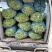 【扁豆】山东青扁芸豆承接批发餐饮全年有货网袋货品多样大扁刀豆