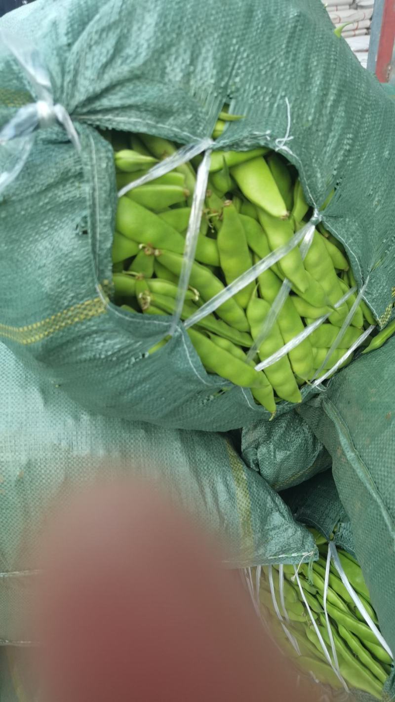 【扁豆】山东青扁芸豆承接批发餐饮全年有货网袋货品多样大扁刀豆