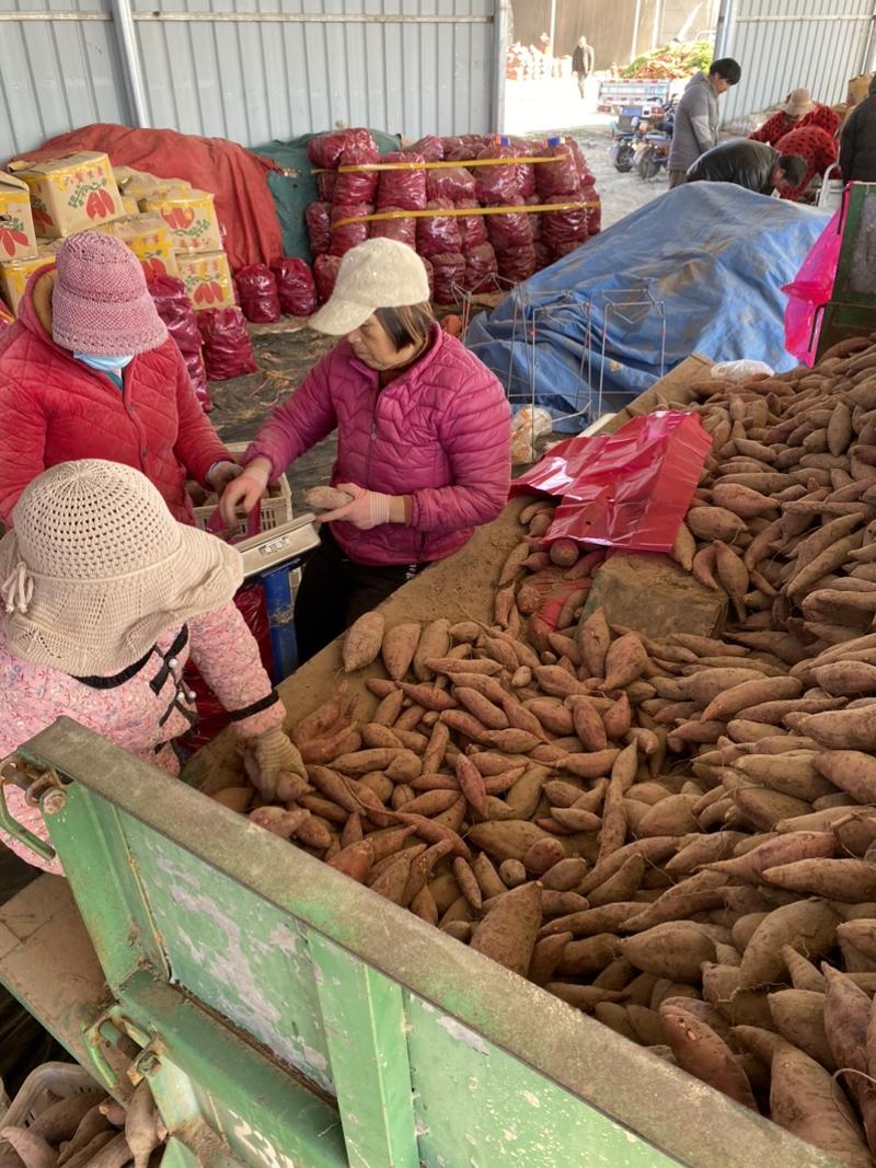 河南开封沙地西瓜红红薯大量现货，质量好，支持各大平台。
