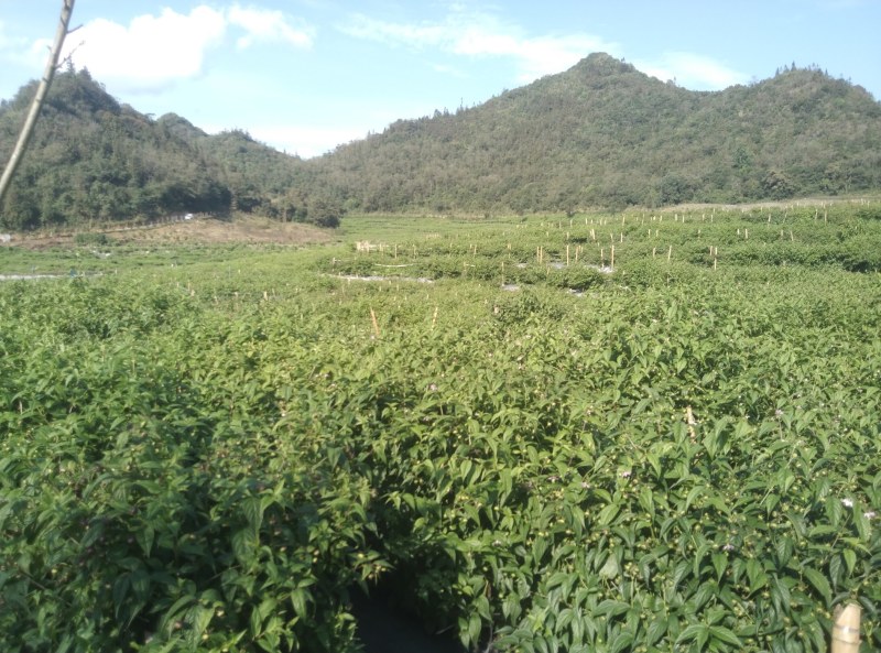 红果参优质货源产地原发