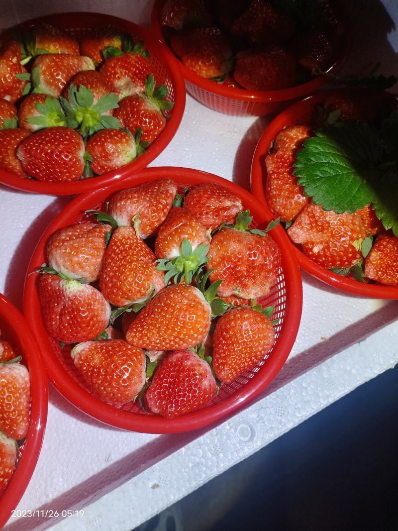 【宁玉草莓🍓】基地现采现发，奶油草莓型，口感香甜，欢迎咨询~