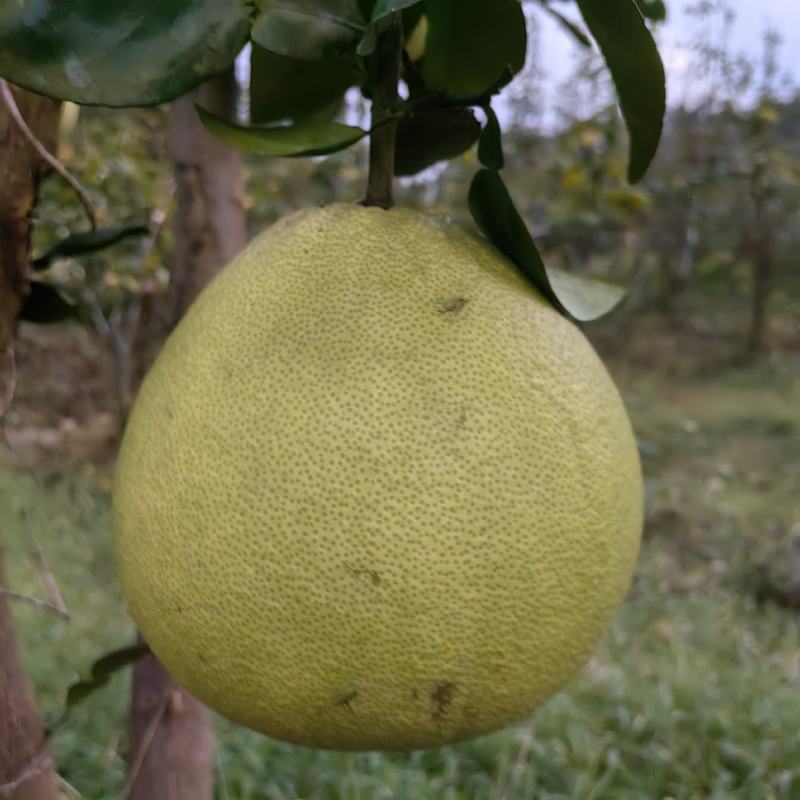 江西上饶马家柚