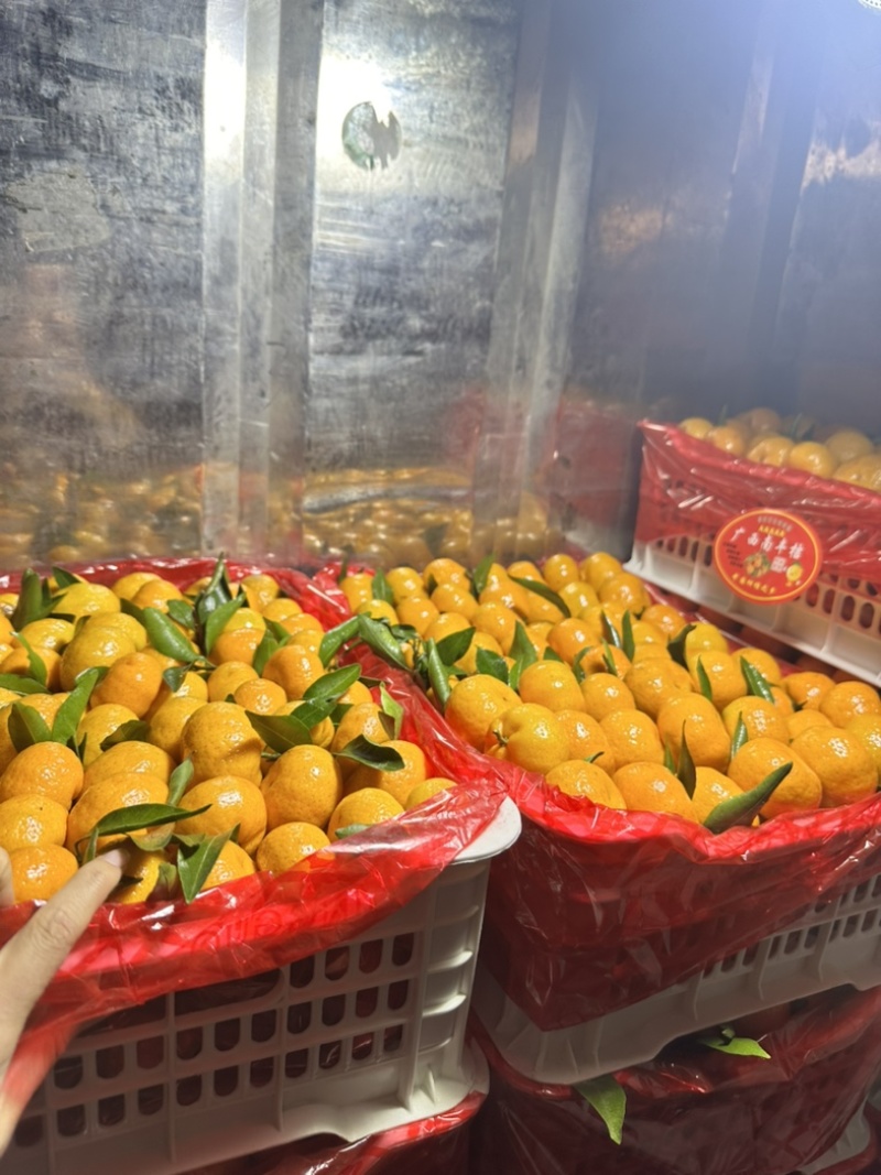 广西沙糖橘，南丰蜜橘，纯甜无渣，可视频订货，高品质