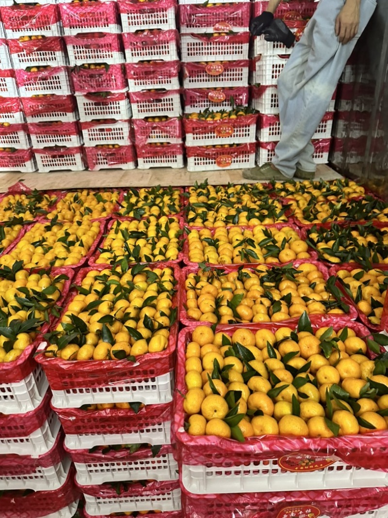 广西沙糖橘，南丰蜜橘，纯甜无渣，可视频订货，高品质