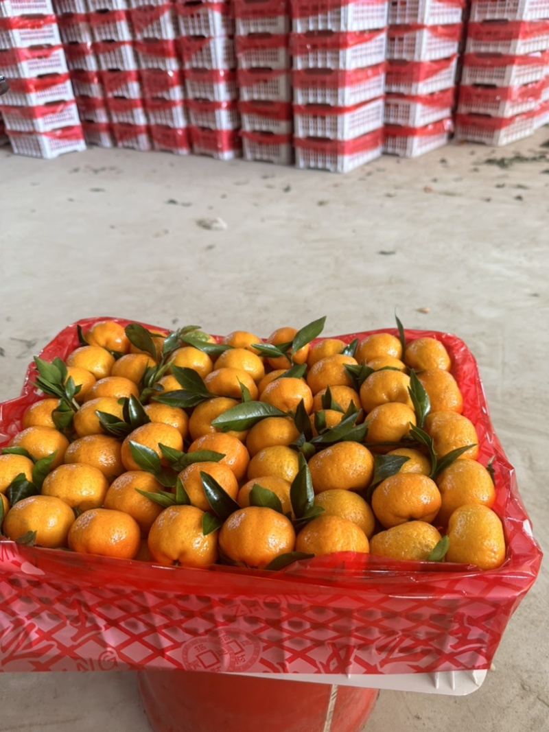 广西沙糖橘，南丰蜜橘，纯甜无渣，可视频订货，高品质