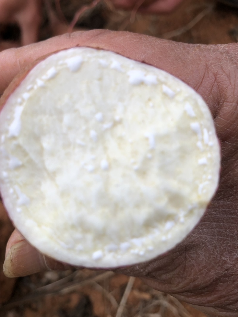 商薯19，高淀粉，现货