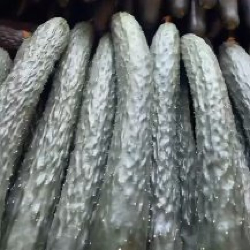 【实力推荐】黄瓜密刺黄瓜广东湛江大量上市价格实惠视频拿货